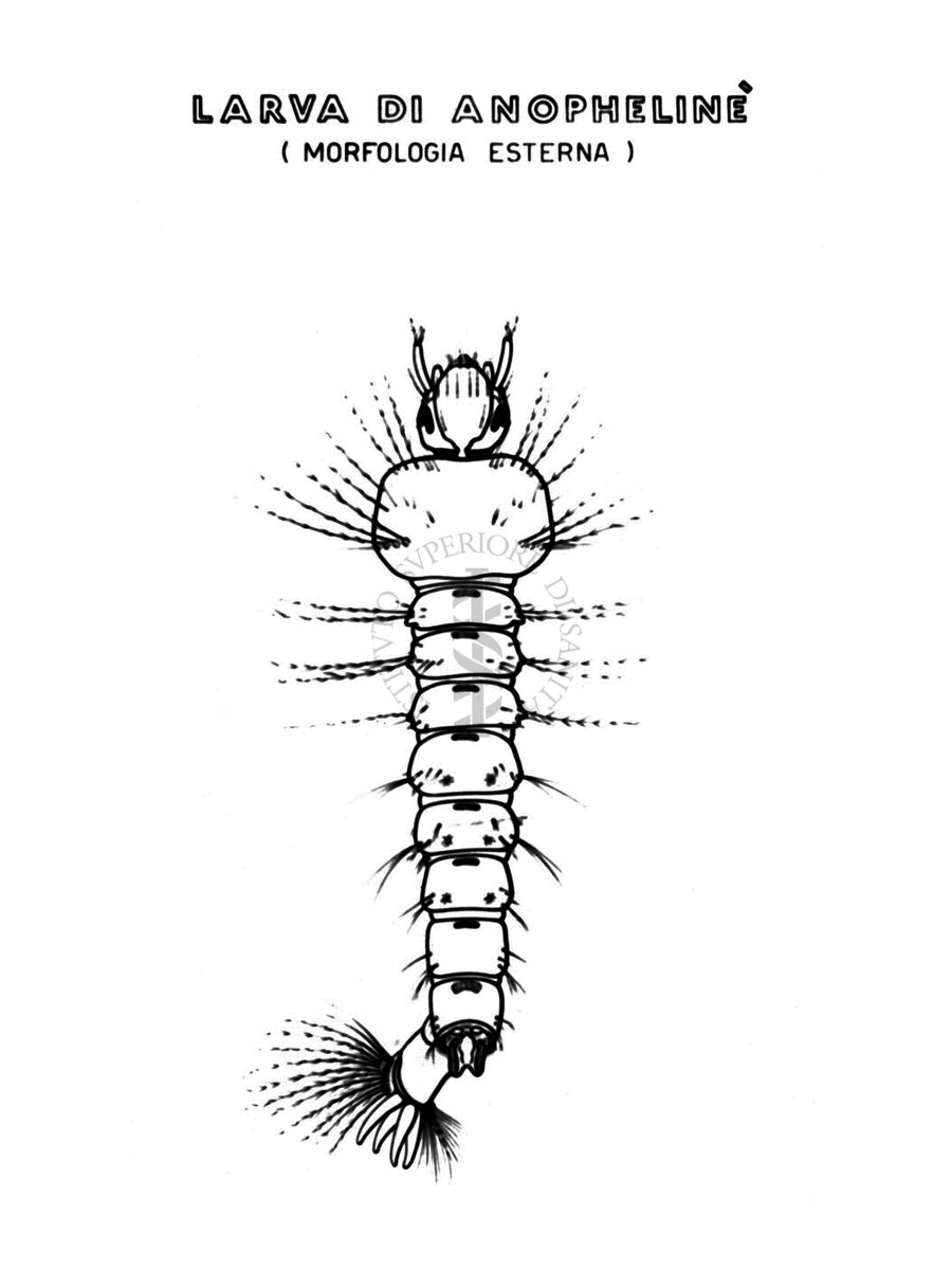 Disegno: Larva di Anophelinè (morfologia esterna)