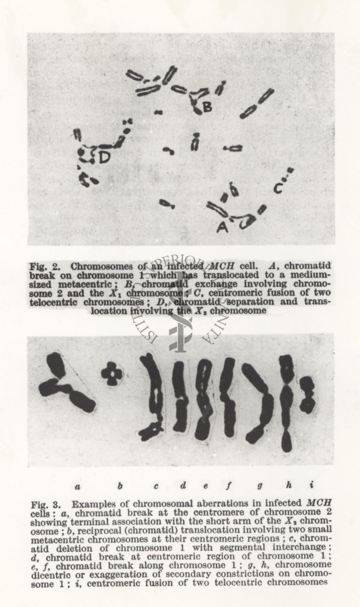 Fotografia di una pagina, probabilmente presa da libro, dove compaiono due fotografie di cromosomi. Sotto la prima è scritto: Fig.2. Chromosomes of an uinfected MCH cell... Sotto la seconda è scritto: Fig.3. Examples of chromosomal aberrations in uinfected MCH cells ....