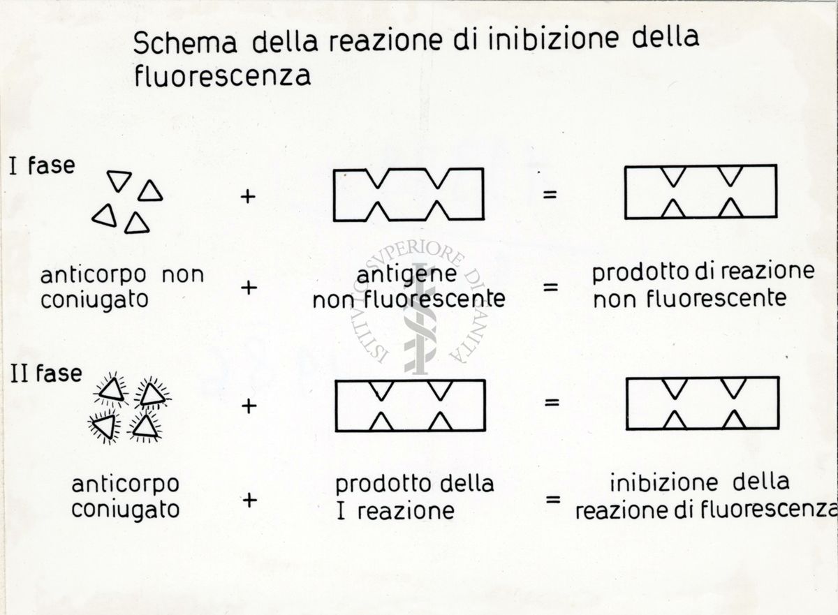 Riproduzione