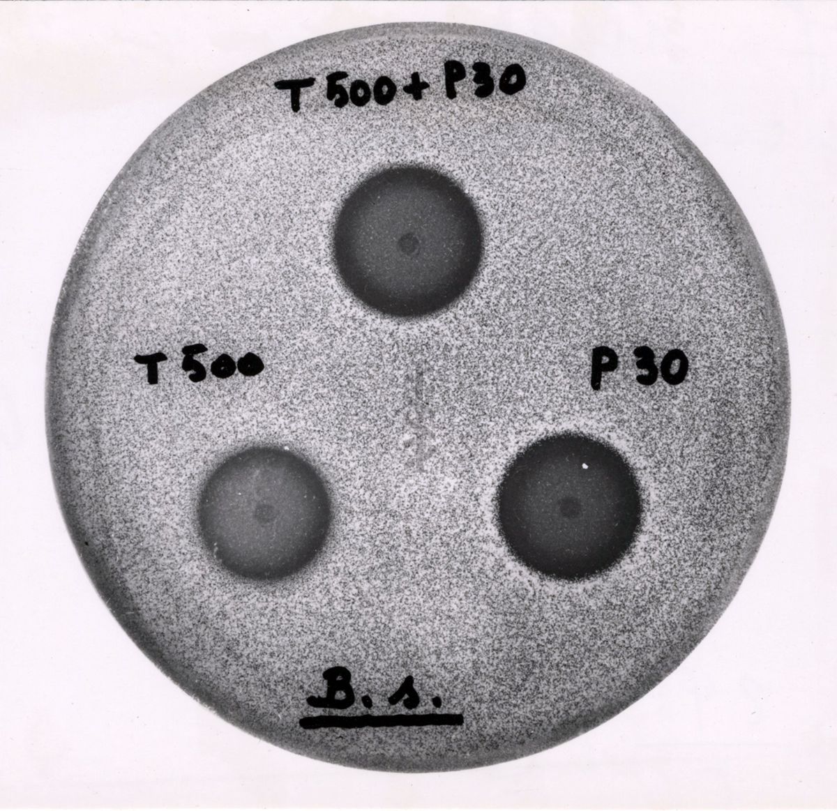 Foto al microscopio