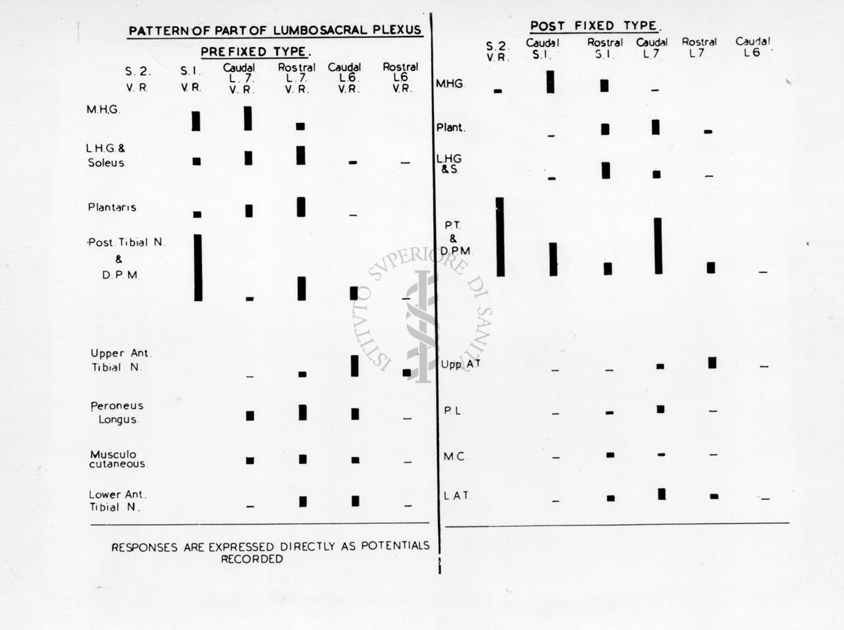 Schema relativo al sistema nervoso del gatto