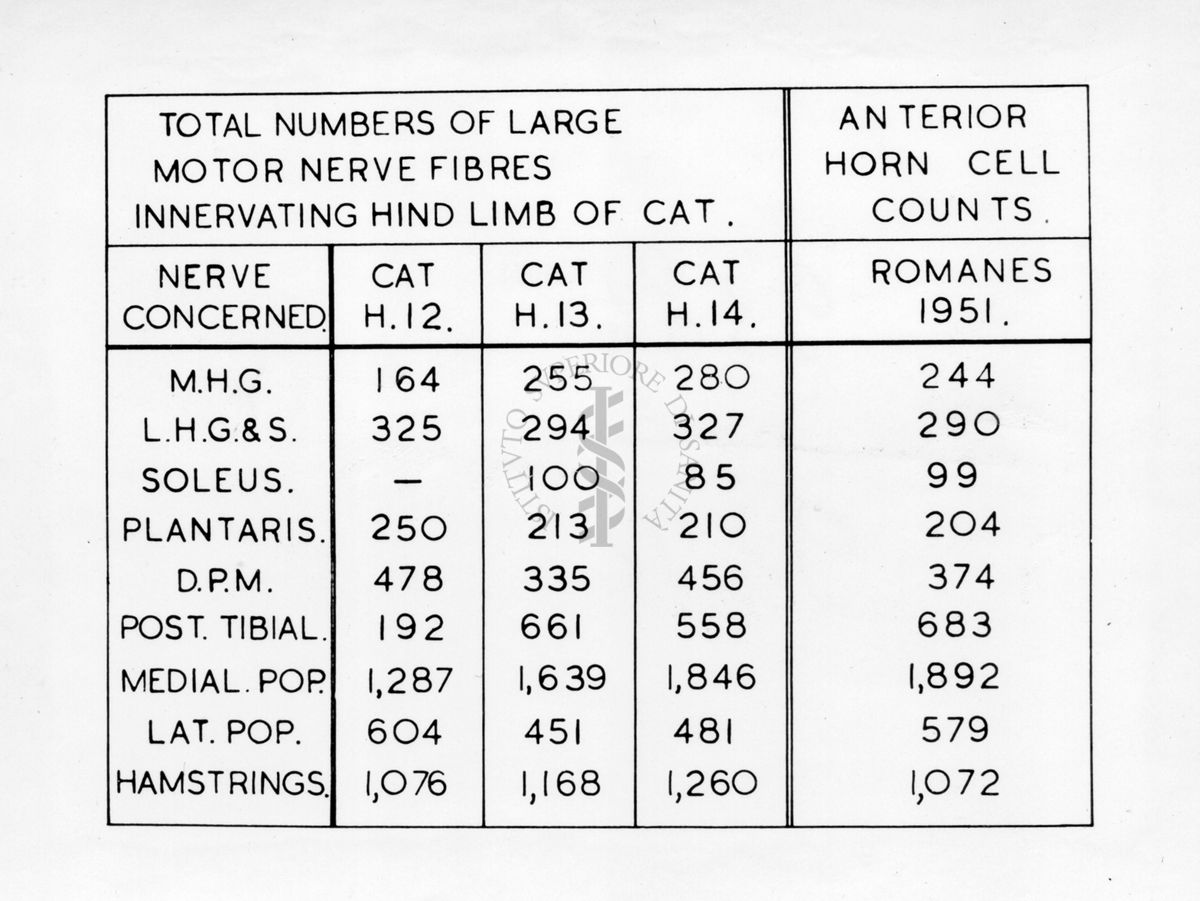 Schema relativo al sistema nervoso del gatto