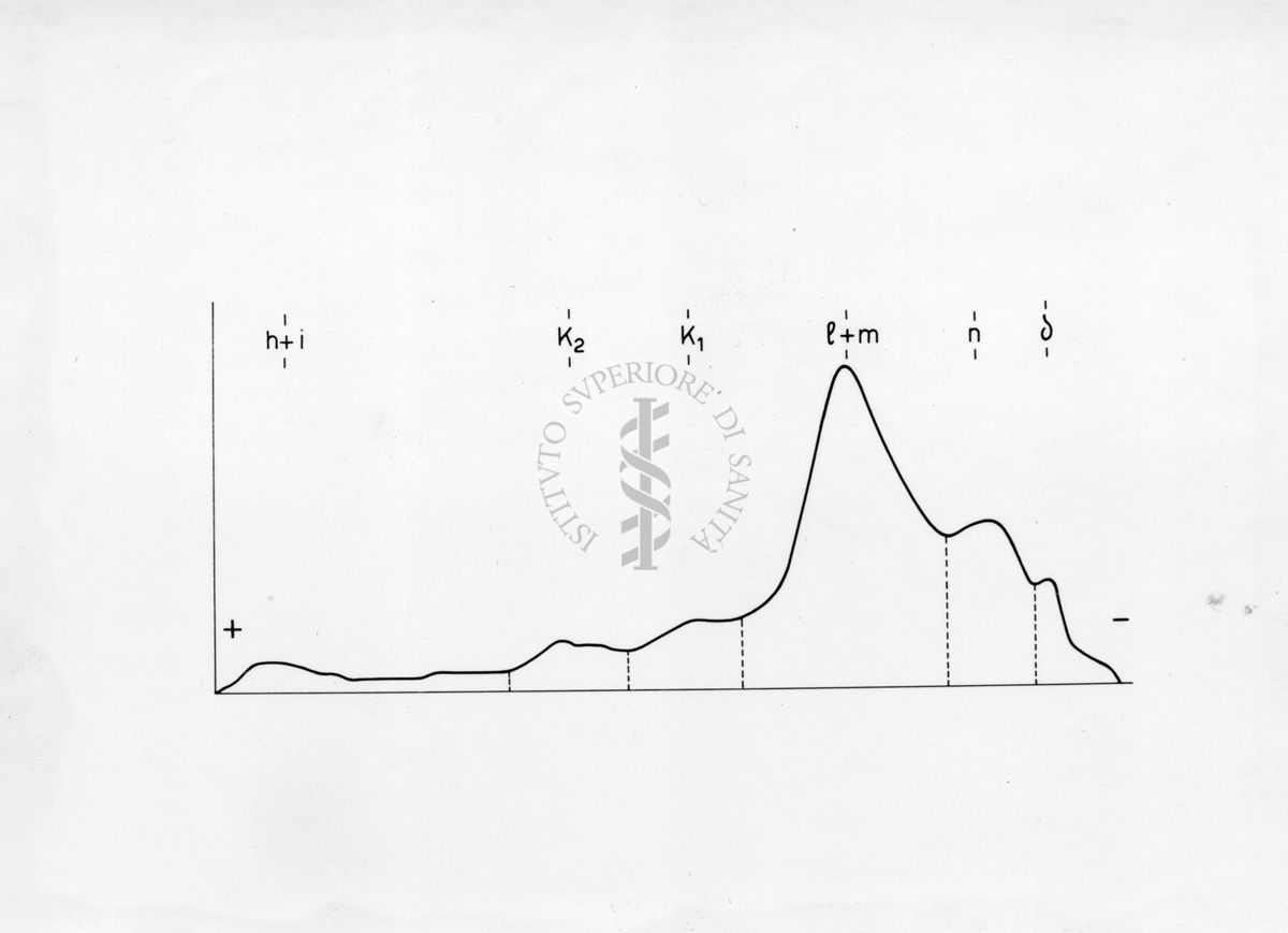 Diagramma riguardante l'elettroforesi su carta di proteine muscolari