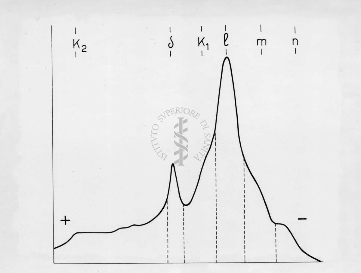 Diagramma riguardante l'elettroforesi su carta di proteine muscolari