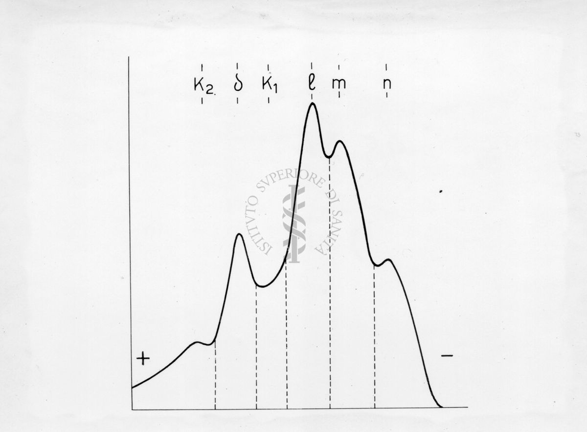 Diagramma riguardante l'elettroforesi su carta di proteine muscolari