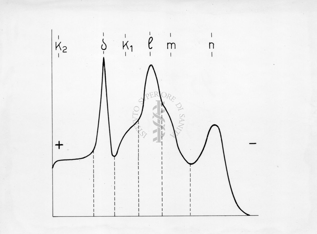 Diagramma riguardante l'elettroforesi su carta di proteine muscolari