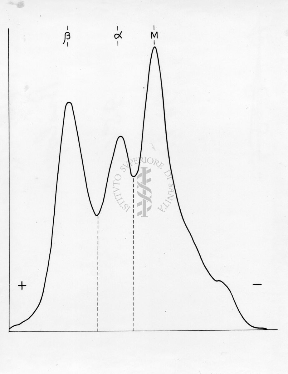 Diagramma riguardante l'elettroforesi su carta di proteine muscolari