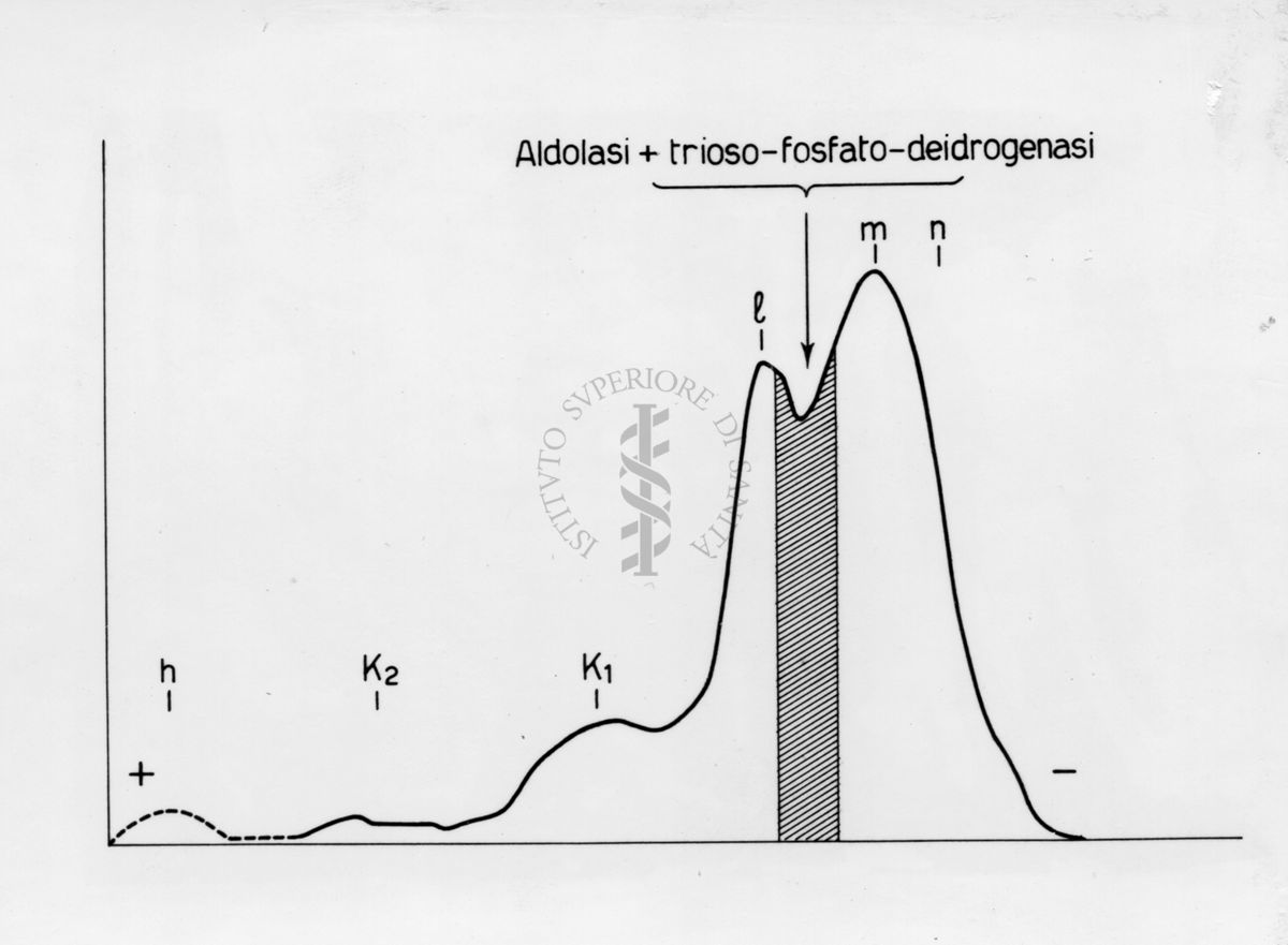 Elettroforesi su carta di proteine muscolari