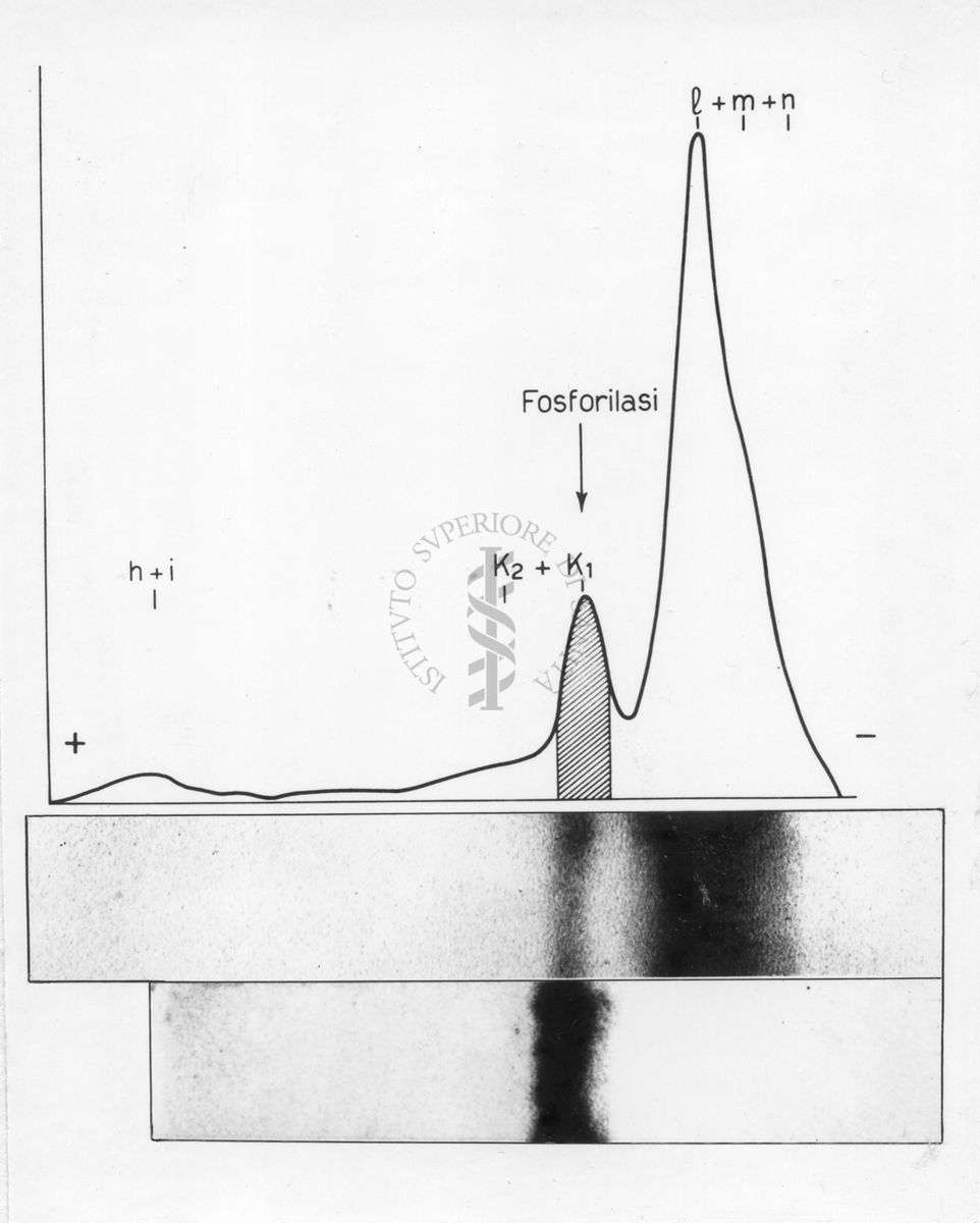 Elettroforesi su carta di proteine muscolari