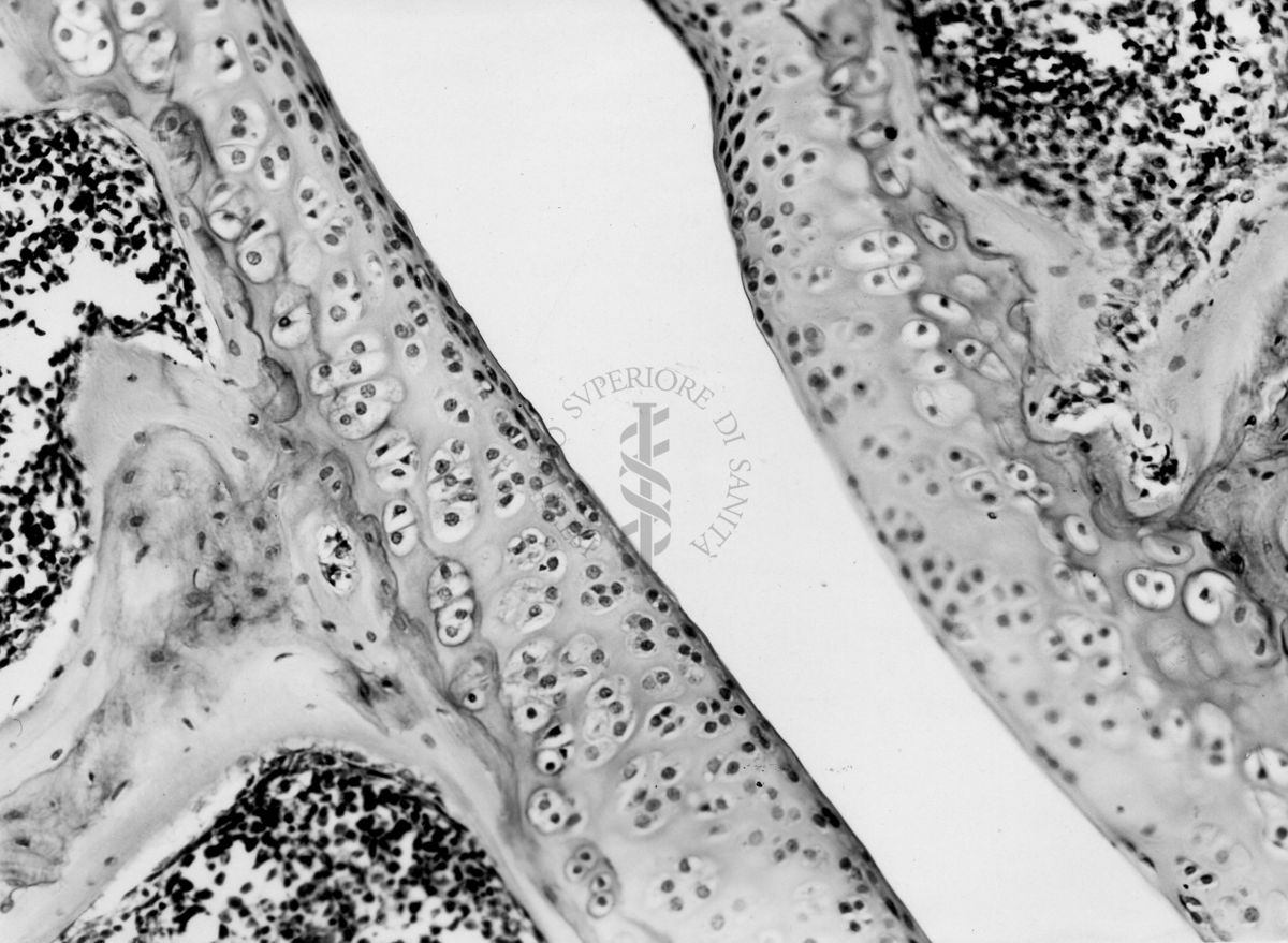 Azione degli ormoni somatotropo ed androgeno sulla cartilagine