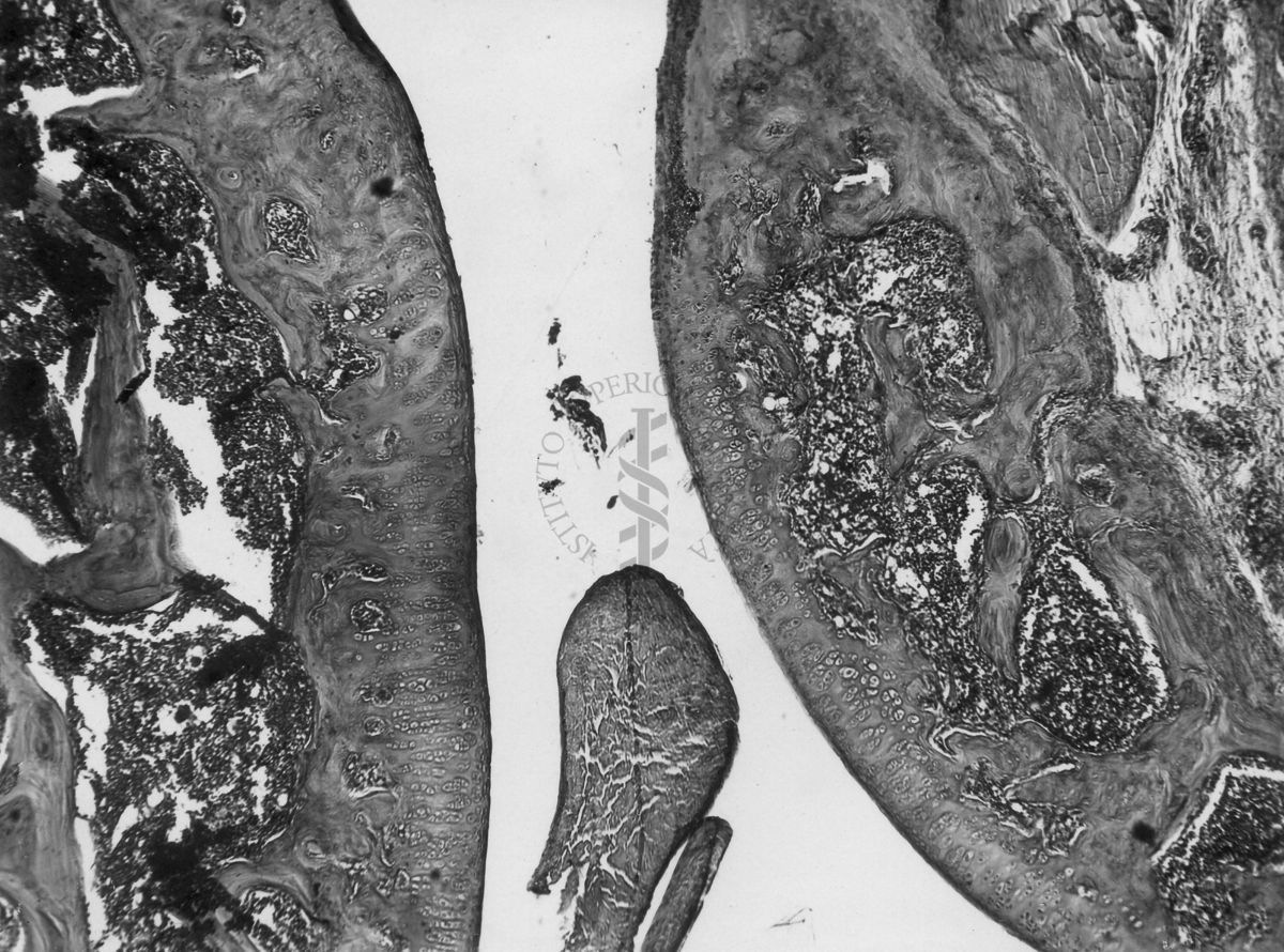 Azione degli ormoni somatotropo ed androgeno sulla cartilagine