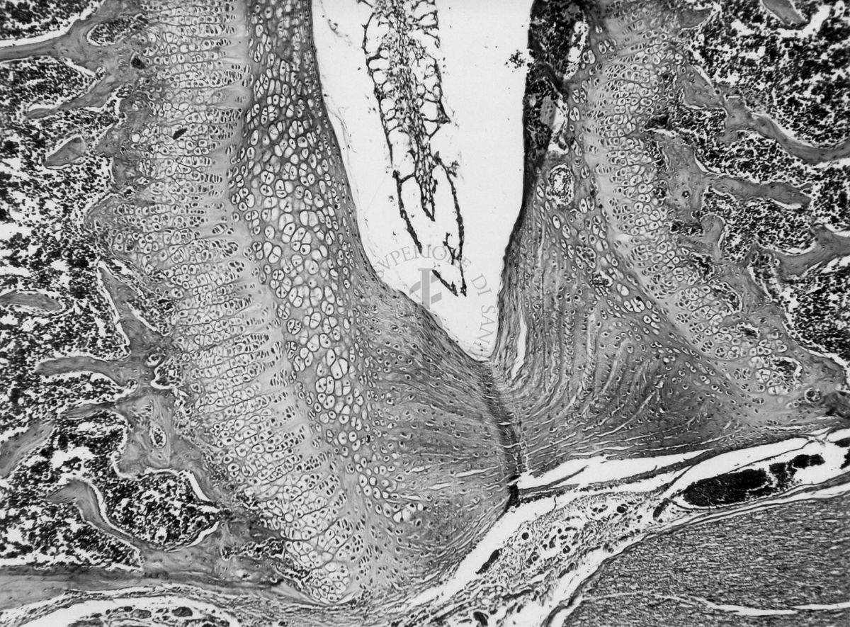 Azione degli ormoni somatotropo ed androgeno sulla cartilagine