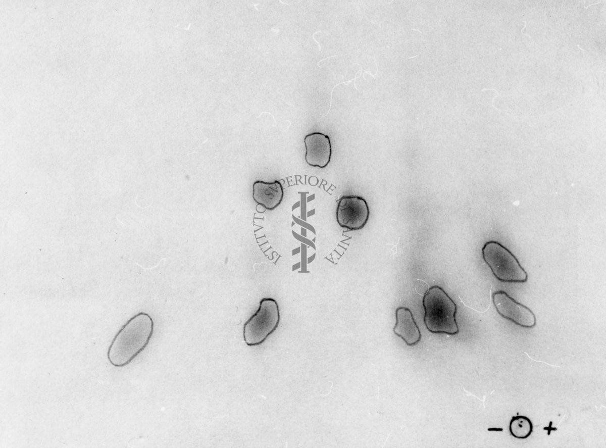 Montaggio di gel cromatografico su carta