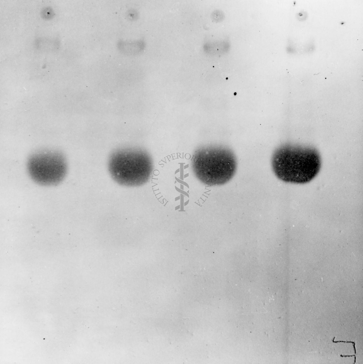 Montaggio di gel cromatografico su carta