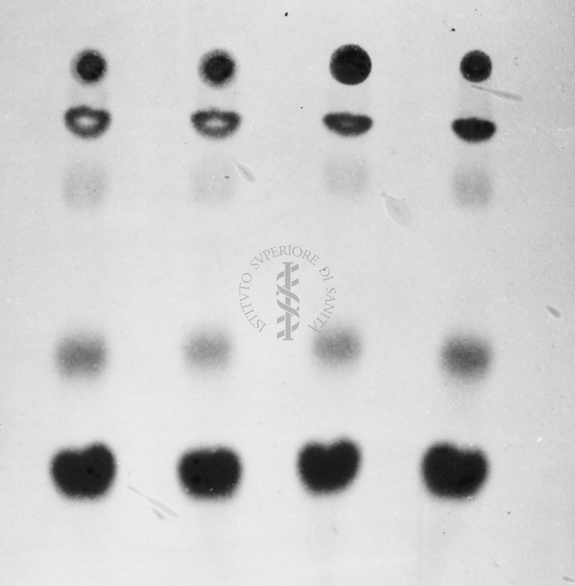 Montaggio di gel cromatografico su carta