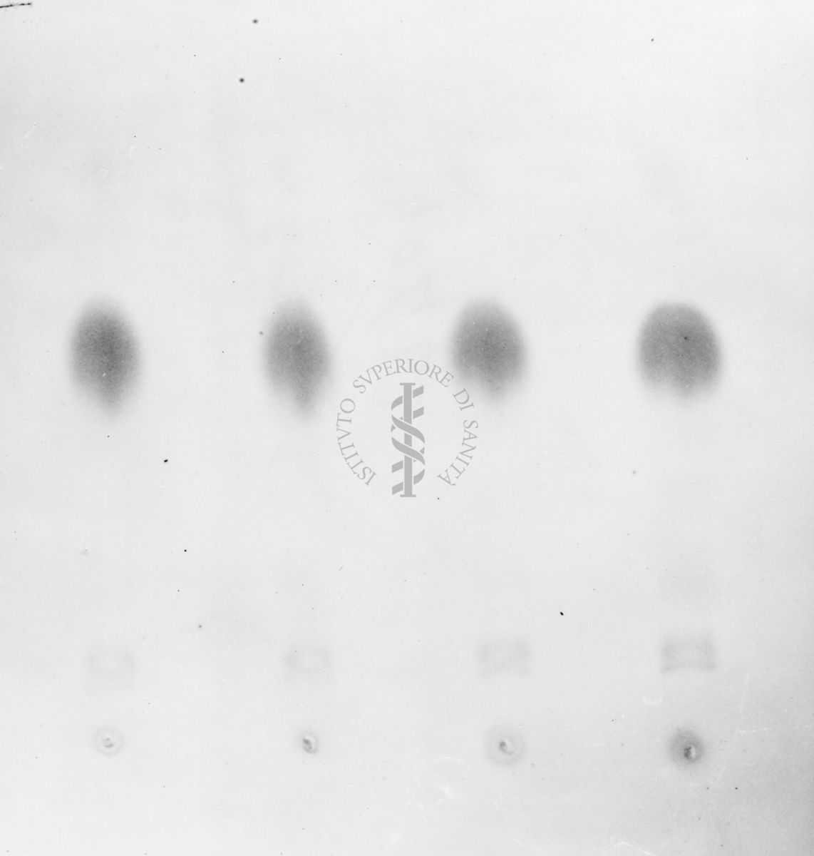 Montaggio di gel cromatografico su carta