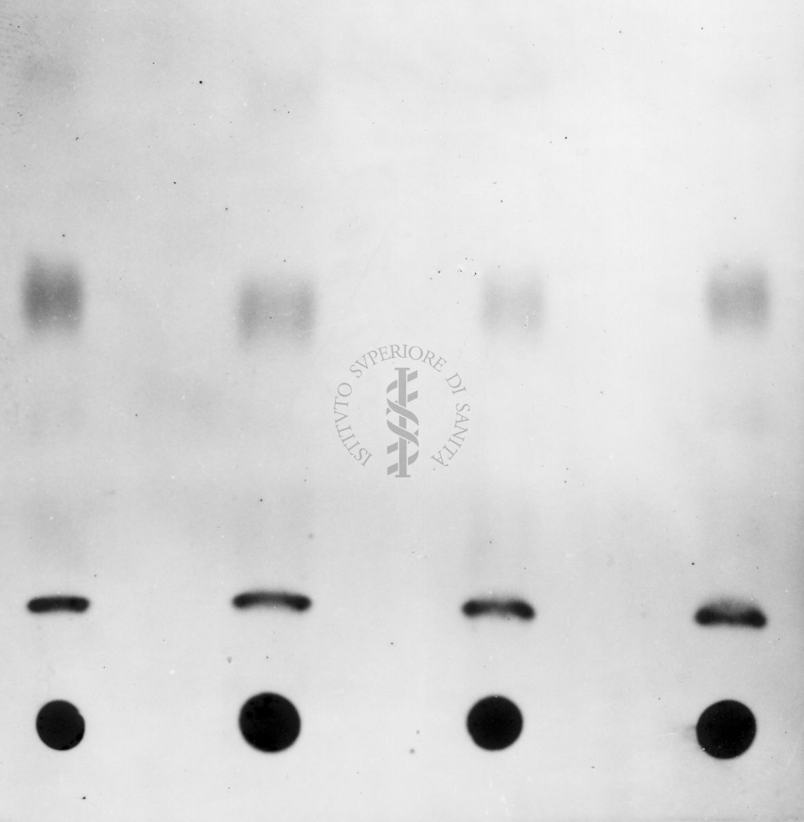 Montaggio di gel cromatografico su carta