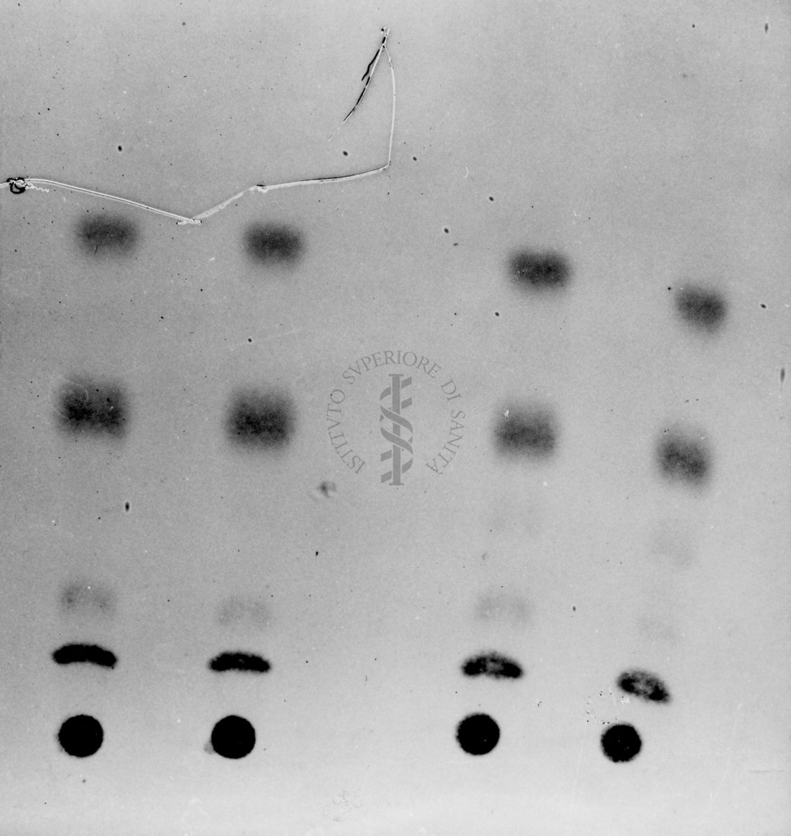 Montaggio di gel cromatografico su carta