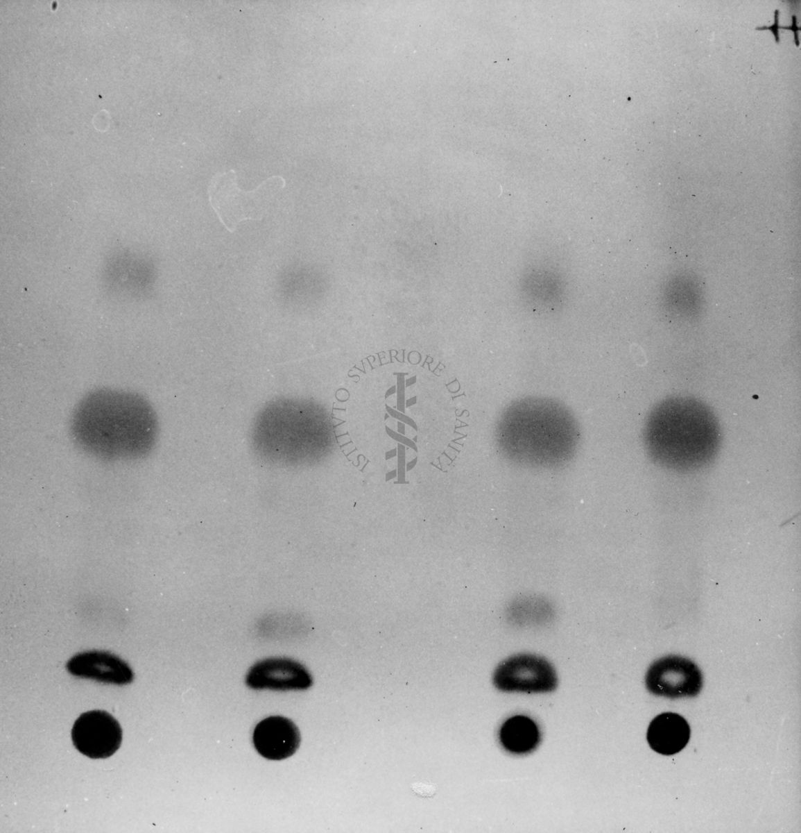 Montaggio di gel cromatografico su carta