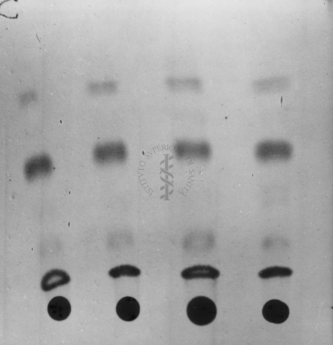 Montaggio di gel cromatografico su carta