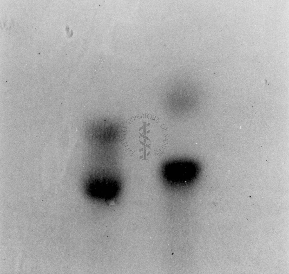 Montaggio di gel cromatografico su carta