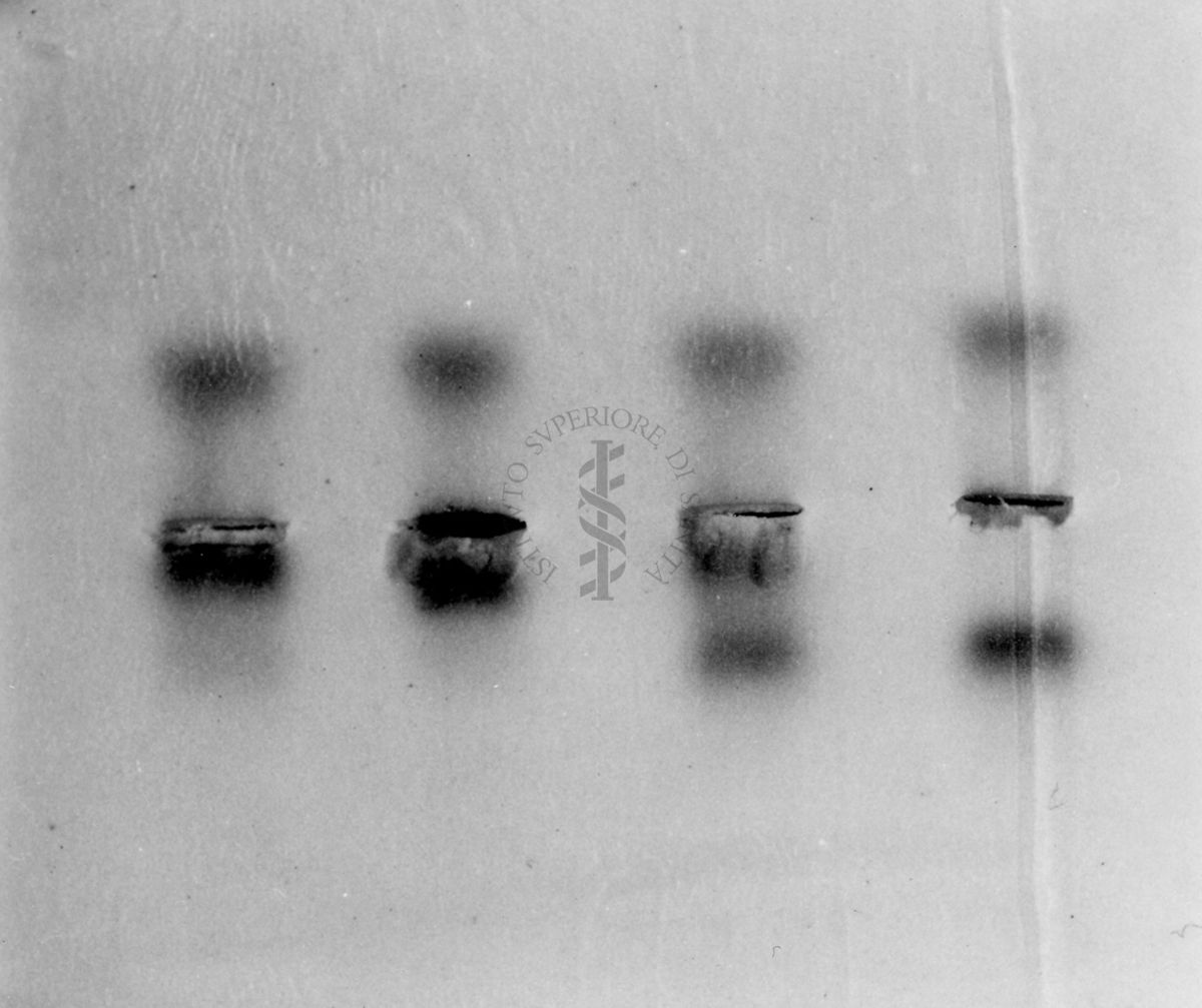 Montaggio di gel cromatografico su carta