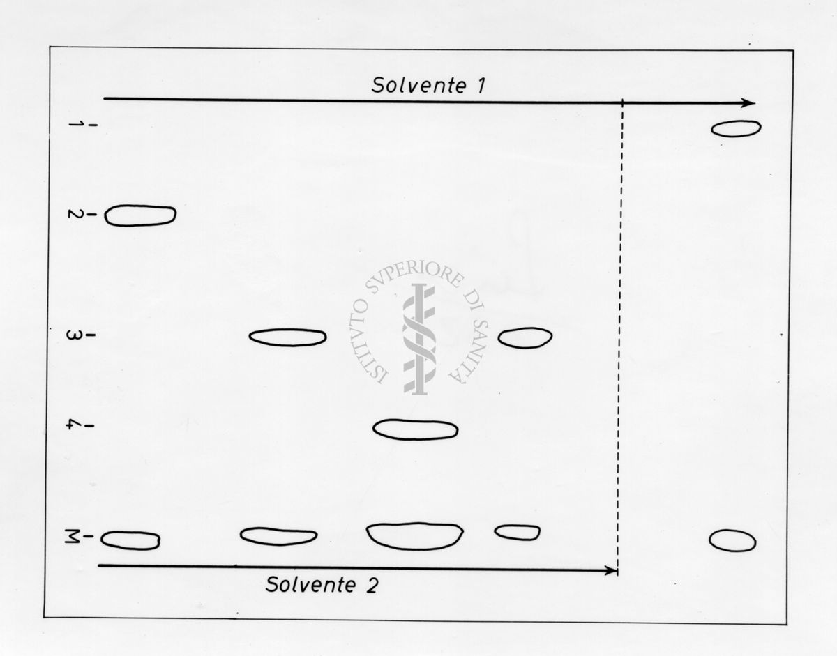 Grafico