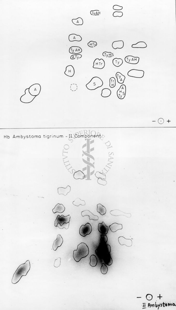 Montaggio di gel cromatografico su carta