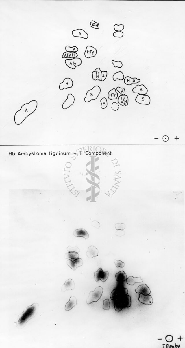 Montaggio di gel cromatografico su carta