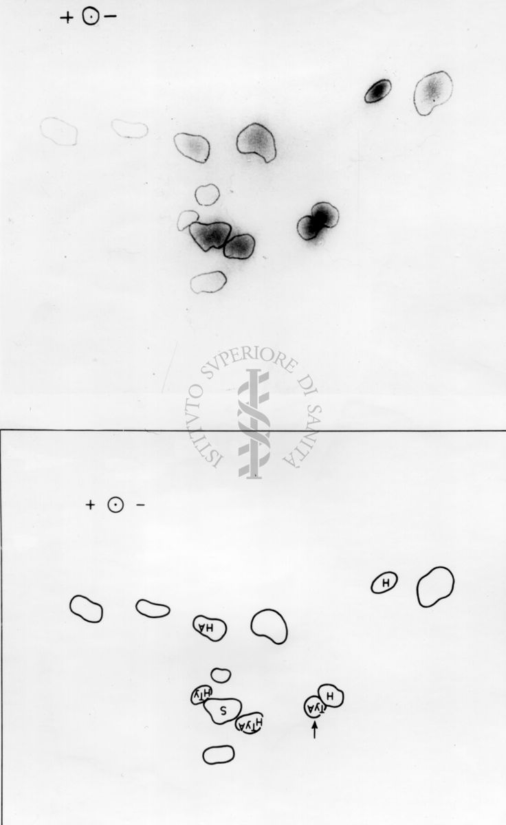 Montaggio di gel cromatografico su carta