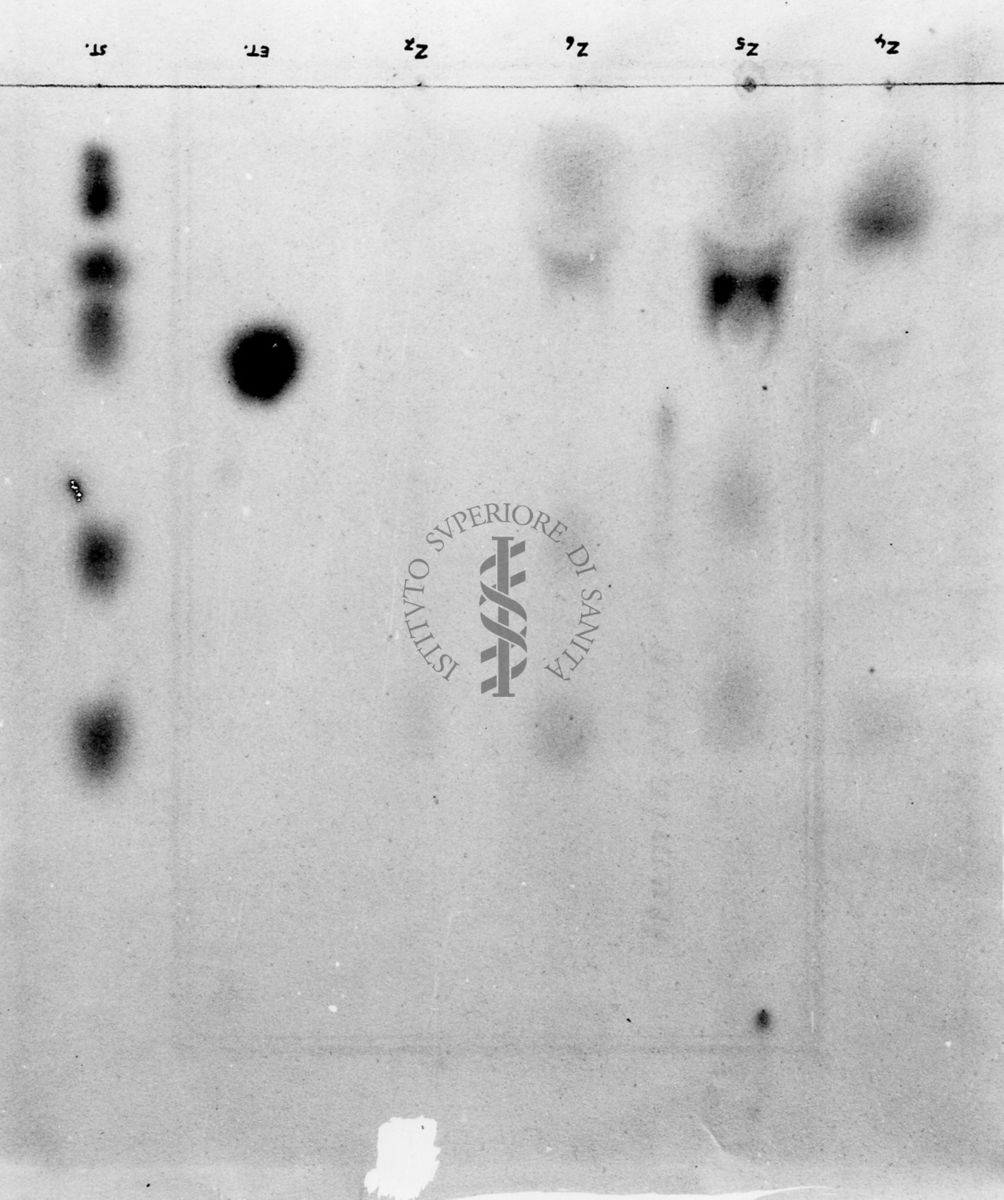 Montaggio di gel cromatografico su carta