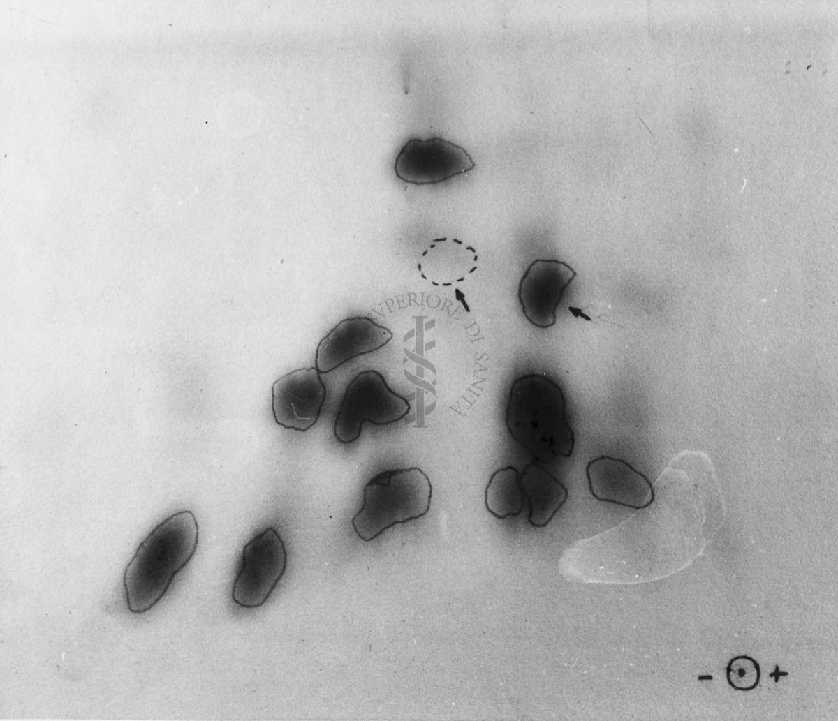 Montaggio di gel cromatografico su carta