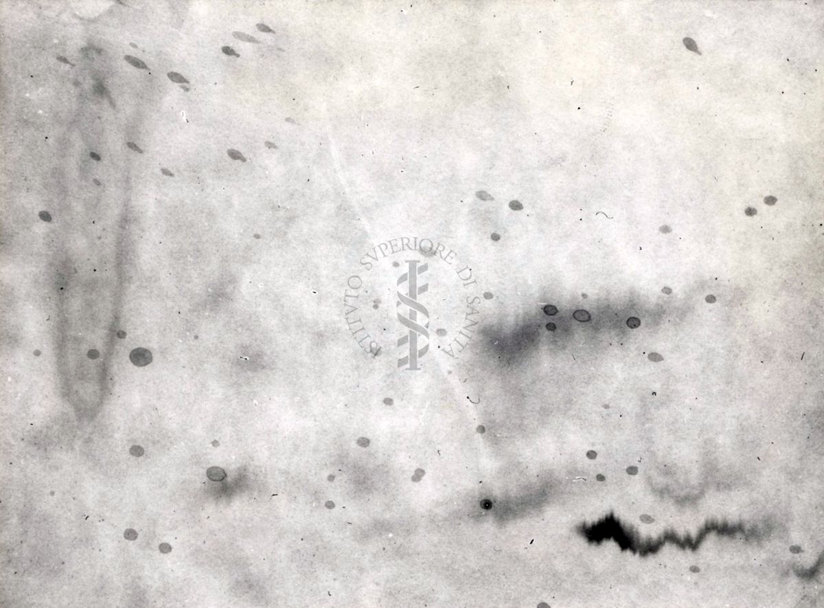 Metabolismo della cistina S. 35 nel ratto