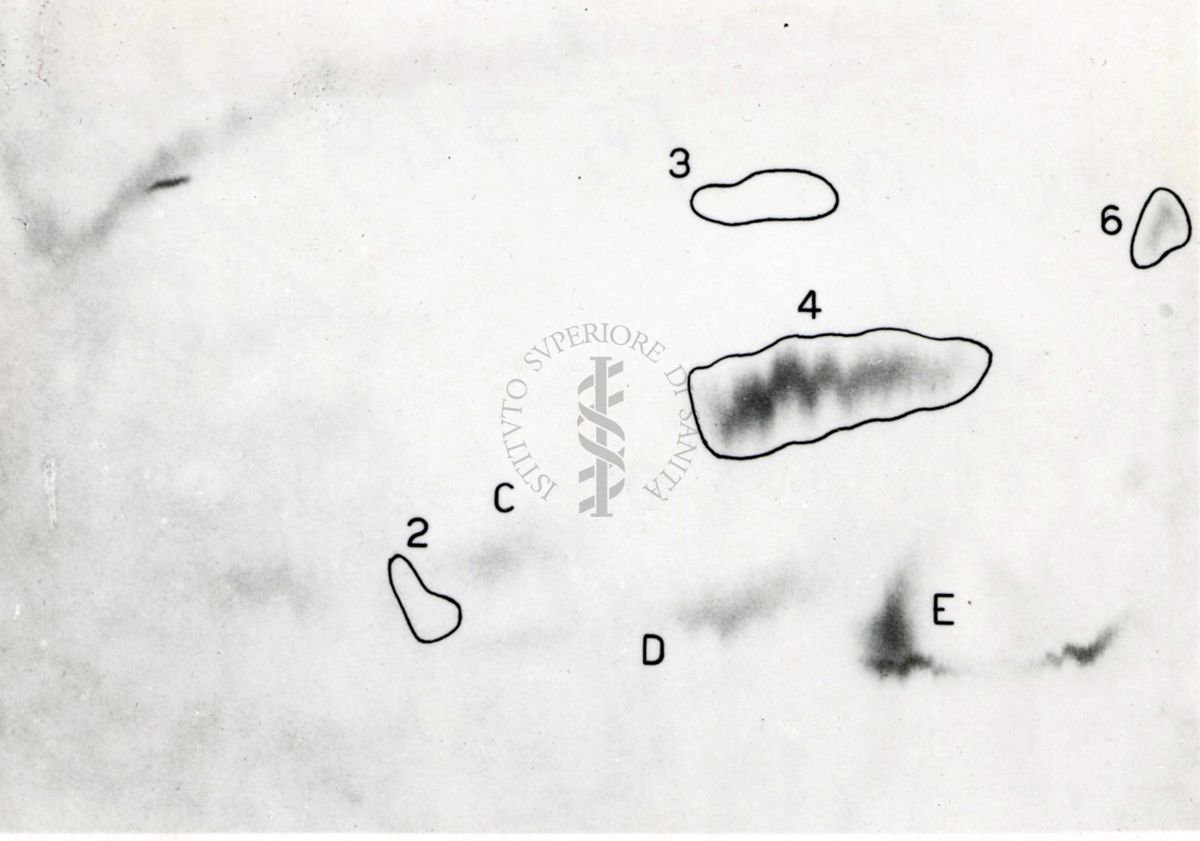 Metabolismo della cistina S.35 nel ratto