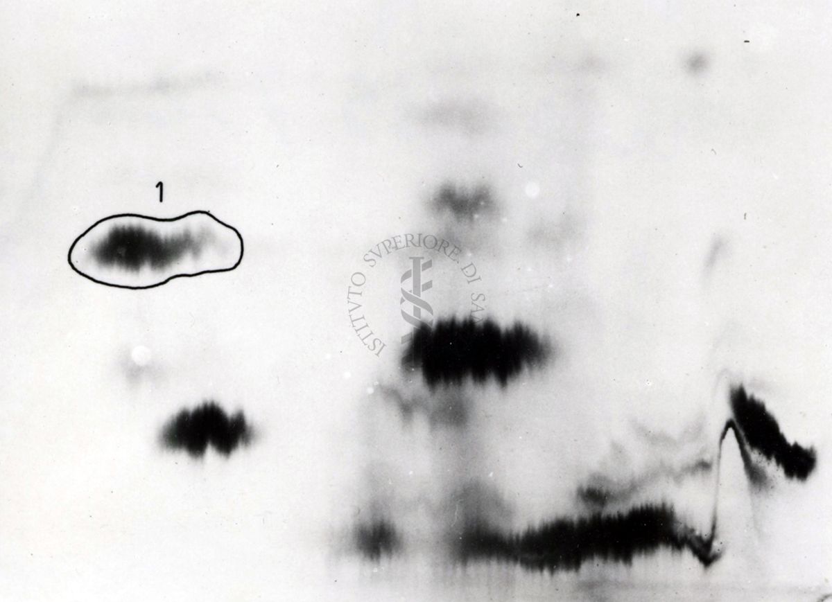 Metabolismo della cistina S.35 nel ratto