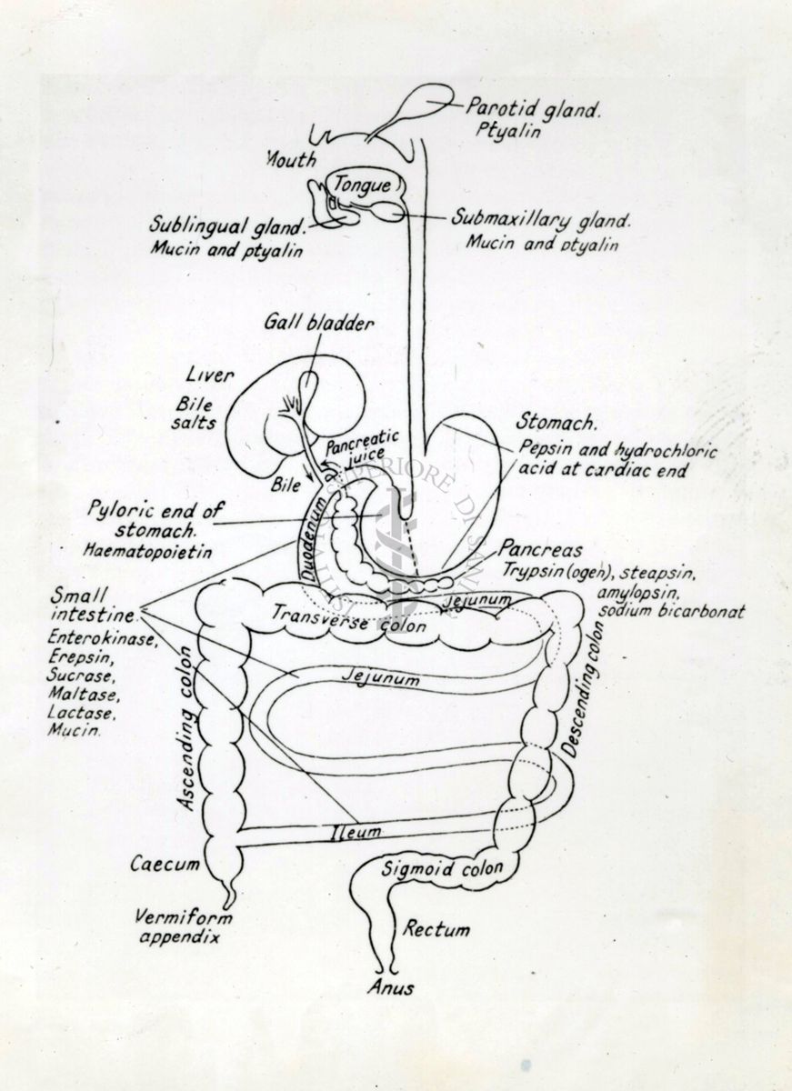 Schema di un apparato digerente