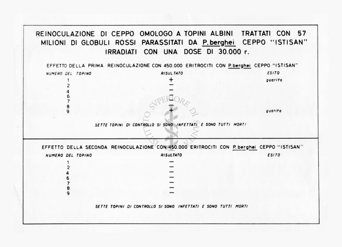 Tabella dei dati relativi ad uno studio di inoculazione di Plasmodium berghei su topo