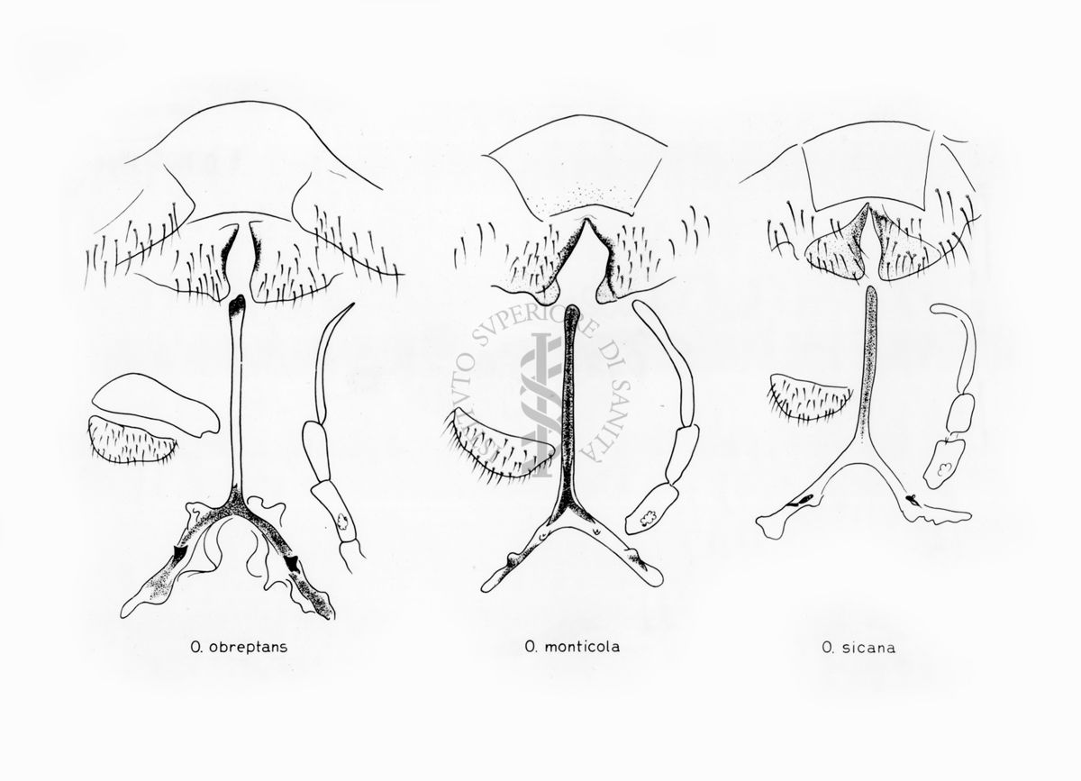 Disegni anatomici degli organi genitali femminili dei ditteri Simulidi Odagmia obreptans e Odagmia monticola e Odagmia sican: gonapofisi, furca e palpo mascellare
