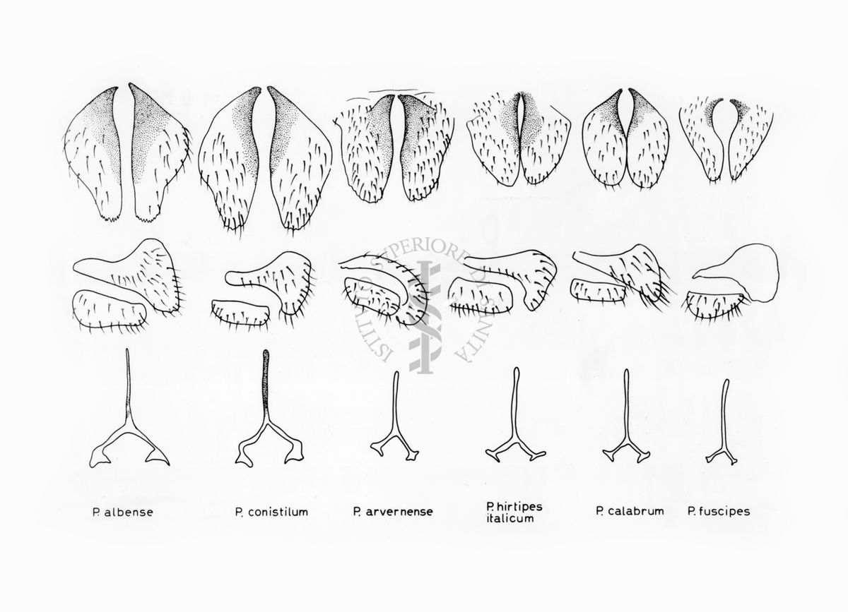 Disegni anatomici degli organi genitali femminili dei ditteri Simulidi: Prosimulium albense, P. conistilum, P. arvernense, P. hirtipes italicum, P. calabrum, P. fuscipes: gonapofisi e furca