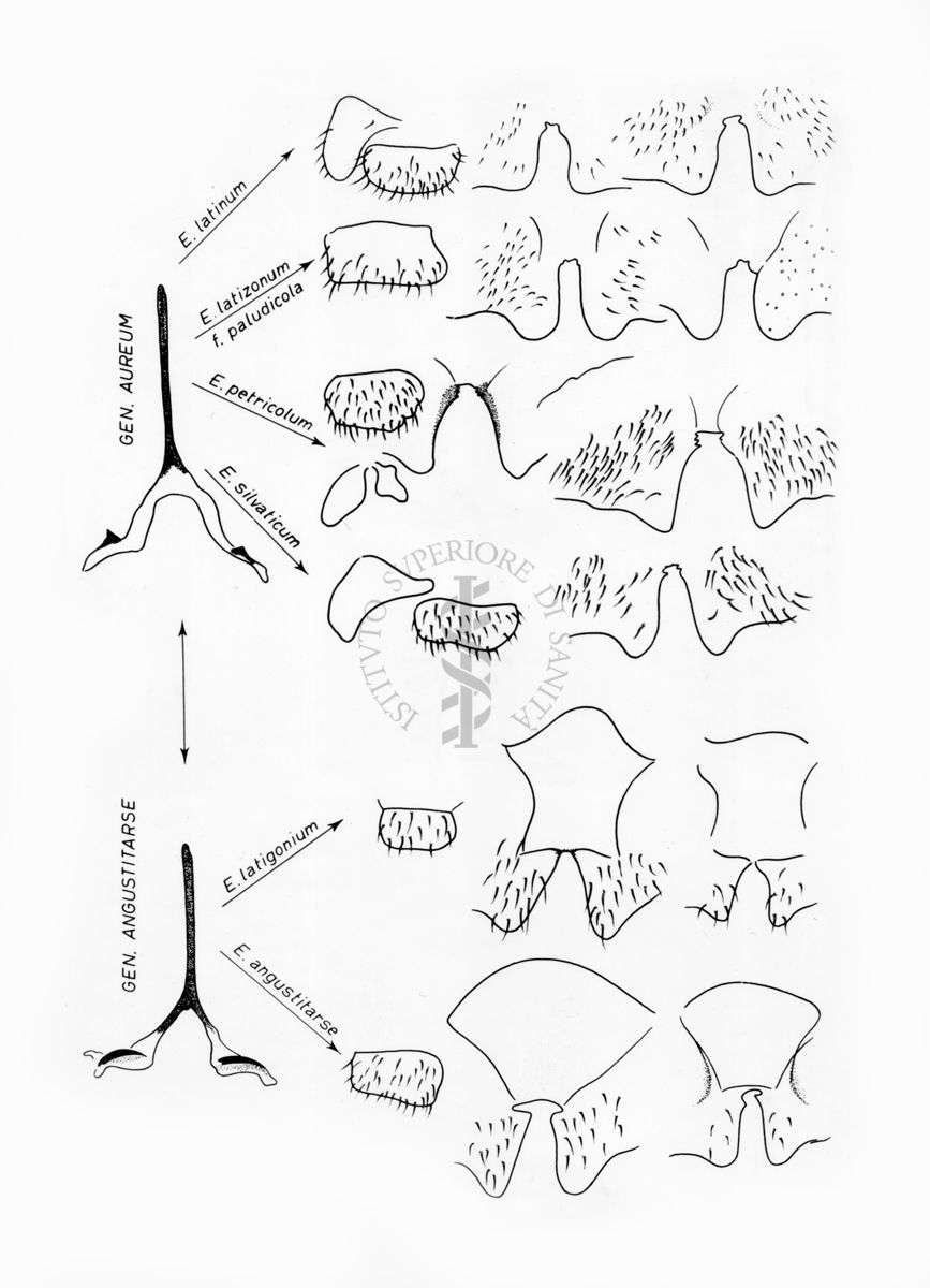 Disegni anatomici degli organi genitali femminili dei ditteri Simulidi del genere Simulium, sottogenere Eusimulium, delle specie riportate, suddivise in base alla furca che è come nella specie S. aureum e S. angustitarse
