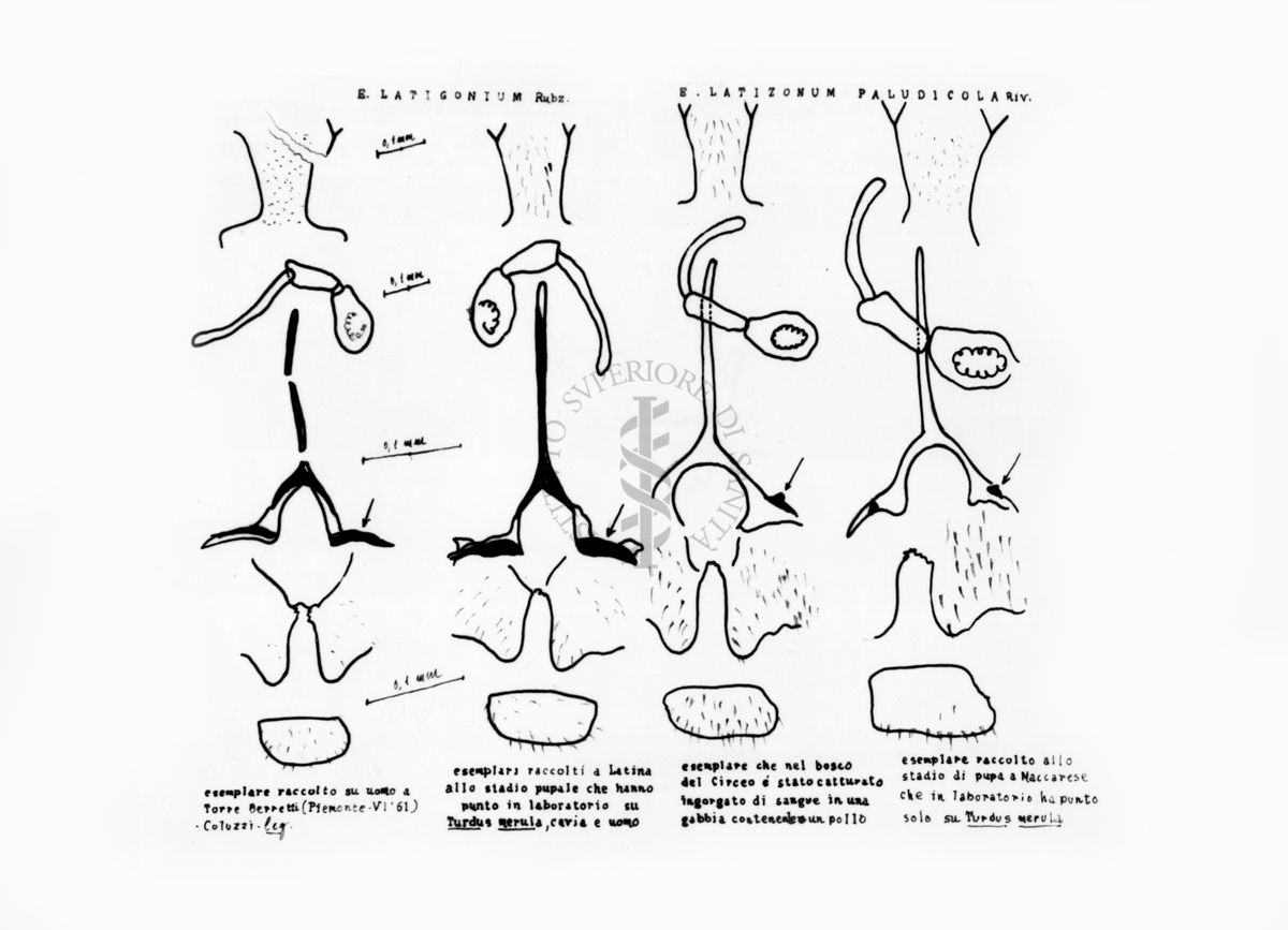Disegni anatomici degli organi genitali femminili dei ditteri Simulidi Simulium latigonum e S. paludicola: palpo mascellare, furca, gonapofisi e dati di cattura