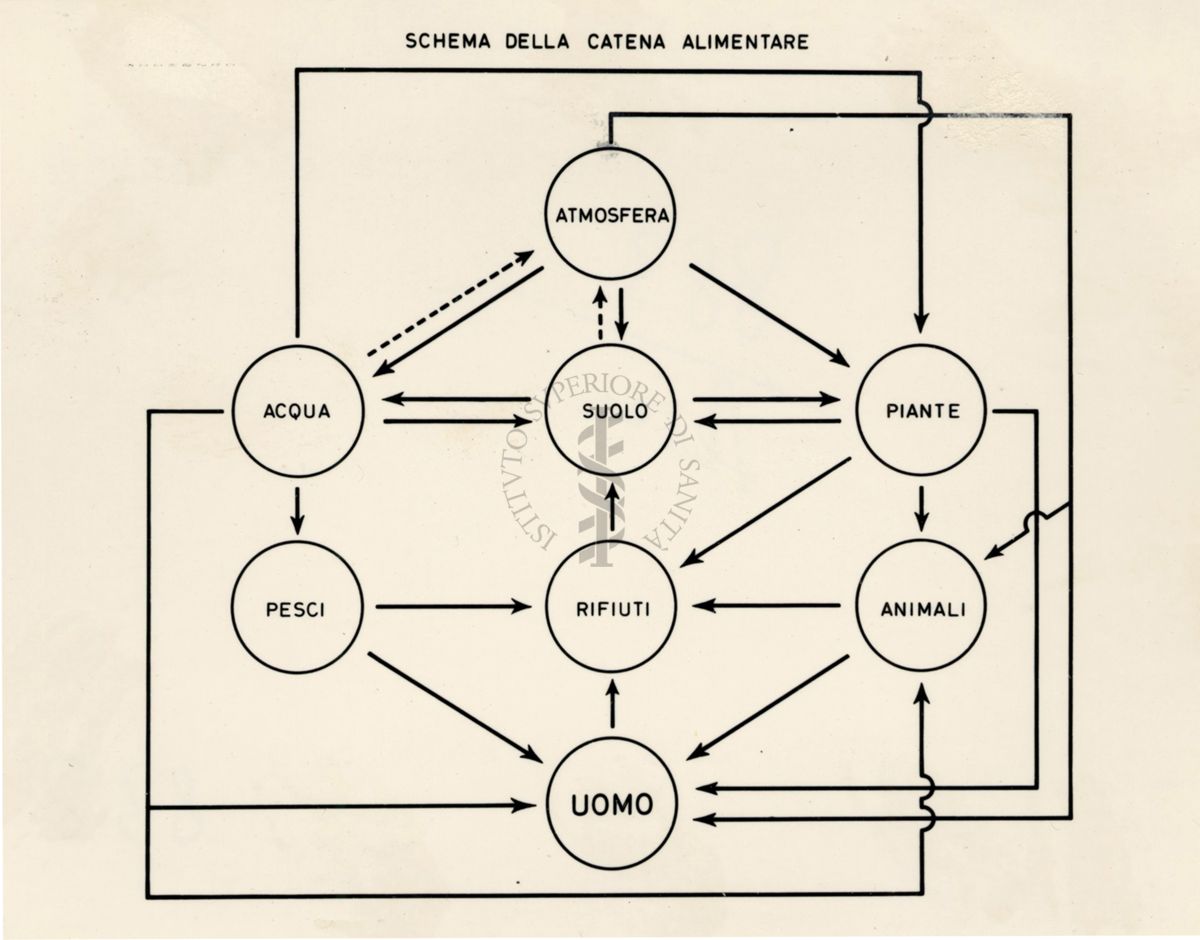 Schema della catena alimentare