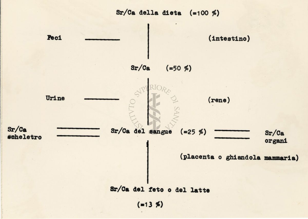 Ripartizione di Sr/calcio nella dieta