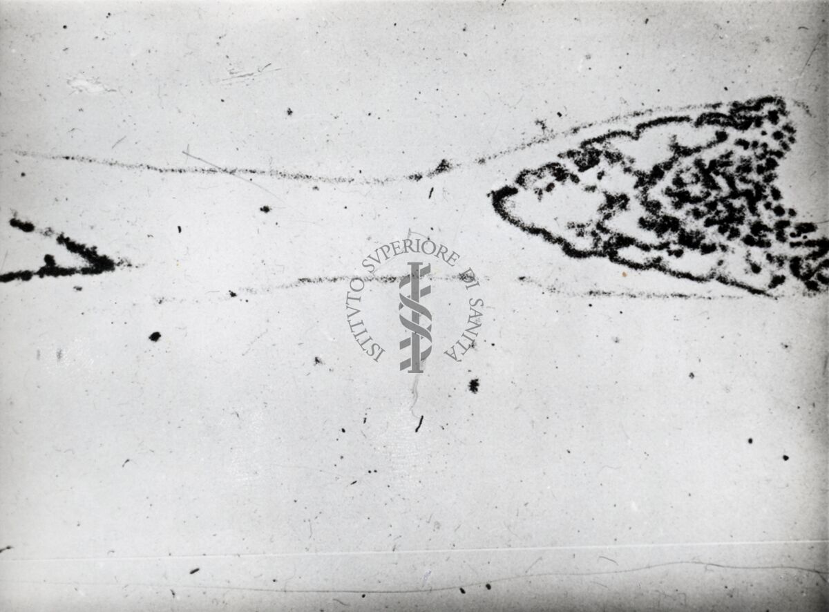 Storia delle applicazioni degli indicatori radioattivi