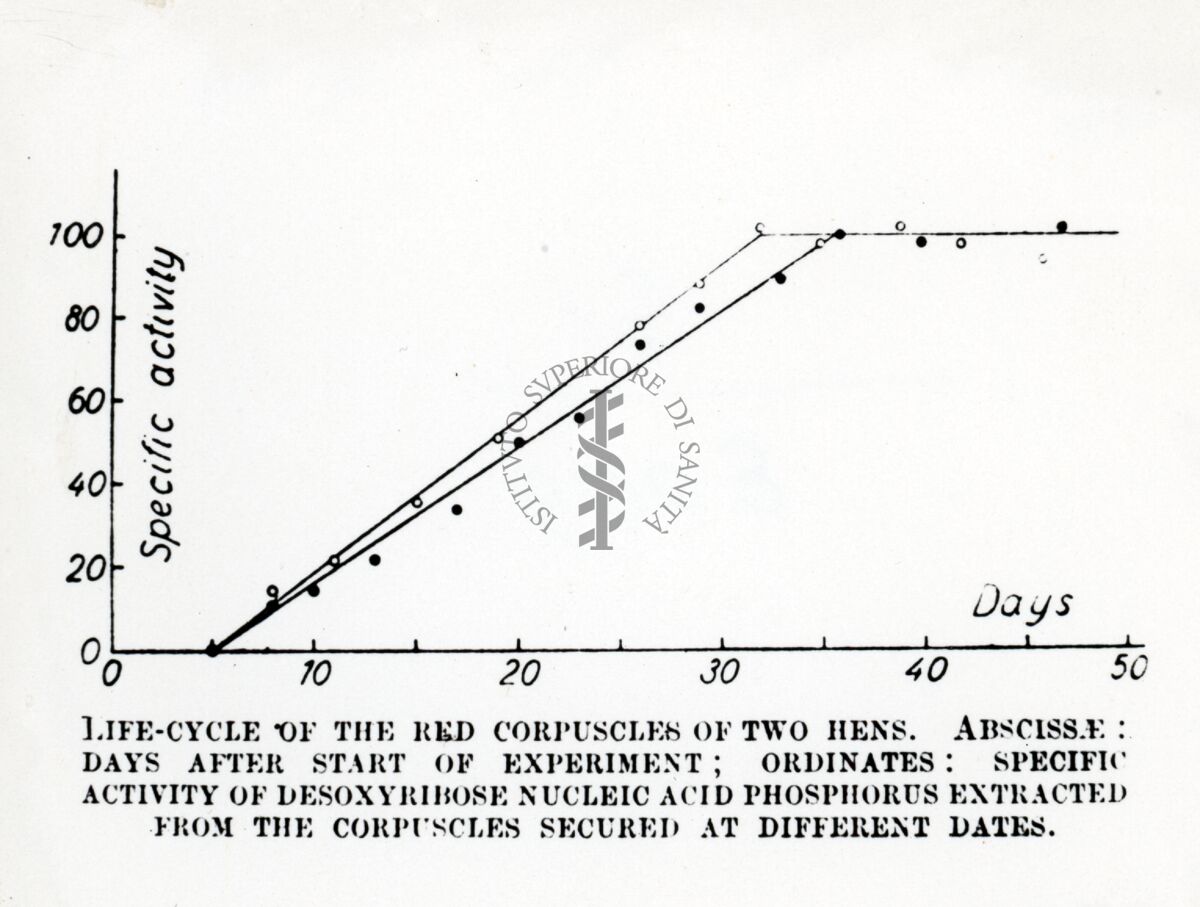 Grafico sul ciclo vitale dei globuli rossi di due galline