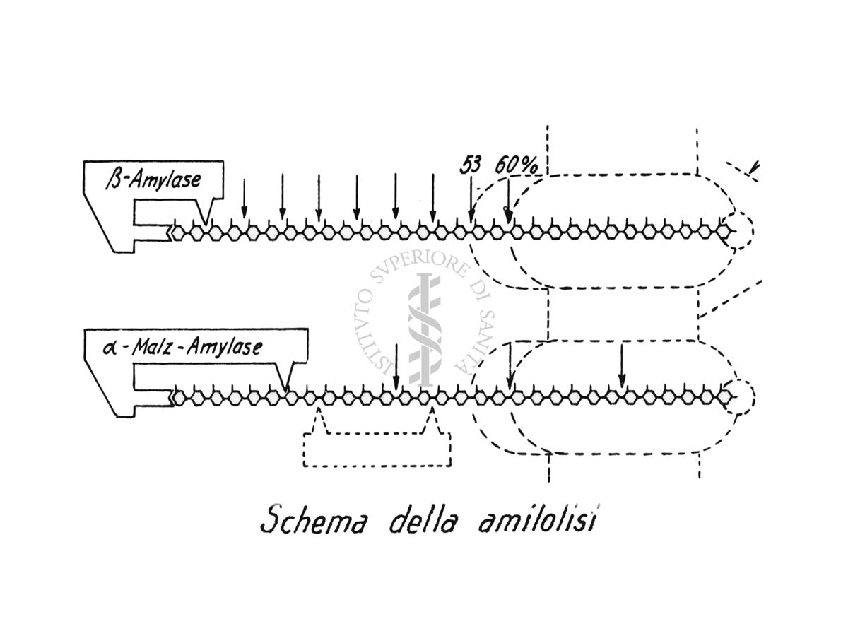 Schema della amilolisi