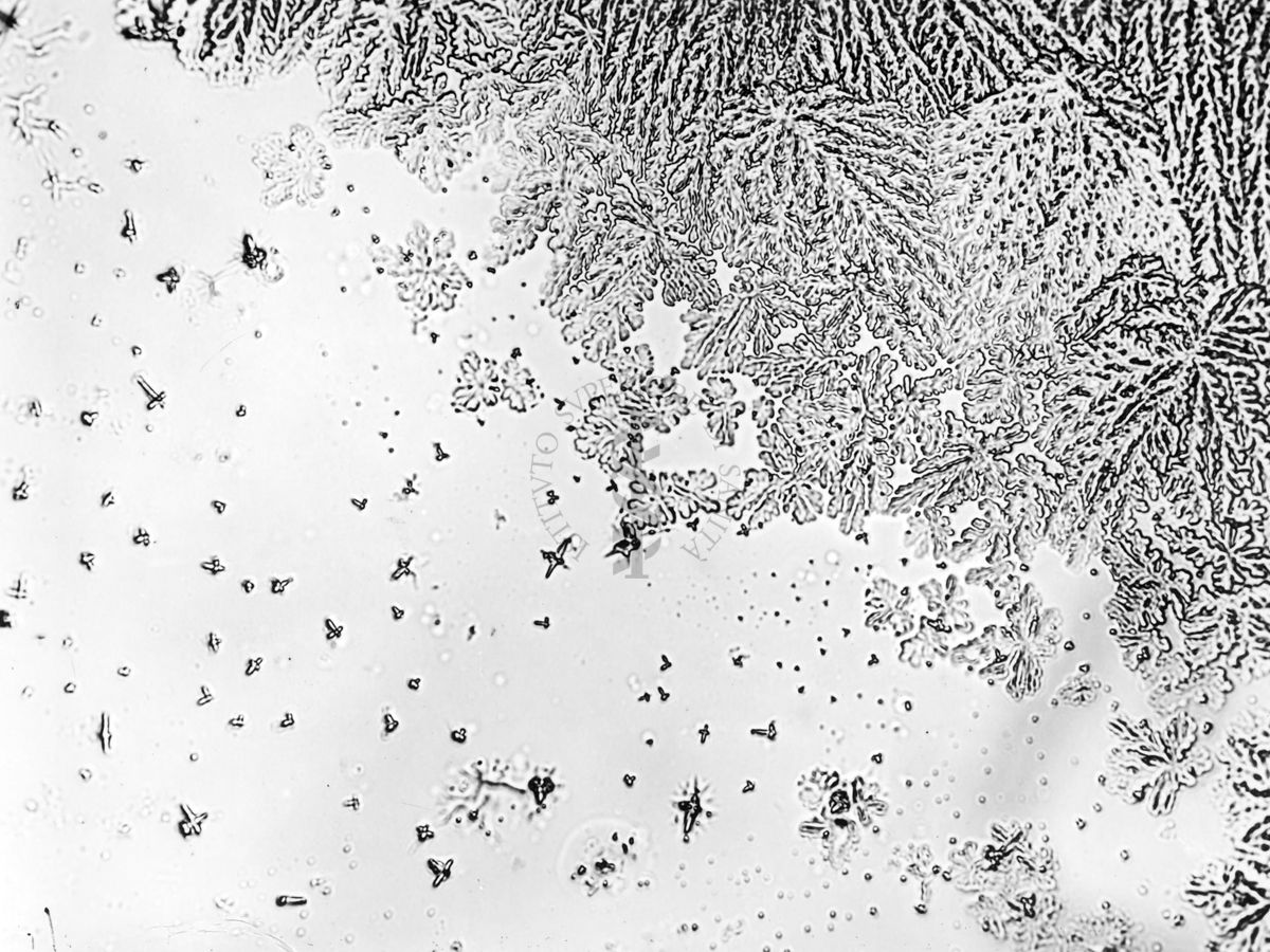 Cristalli dei cloruri di alluminio e di berillio, ottenuti dopo il trattamento del precipitato misto. Concentrazione in berillio = 0,2 mg./cm3