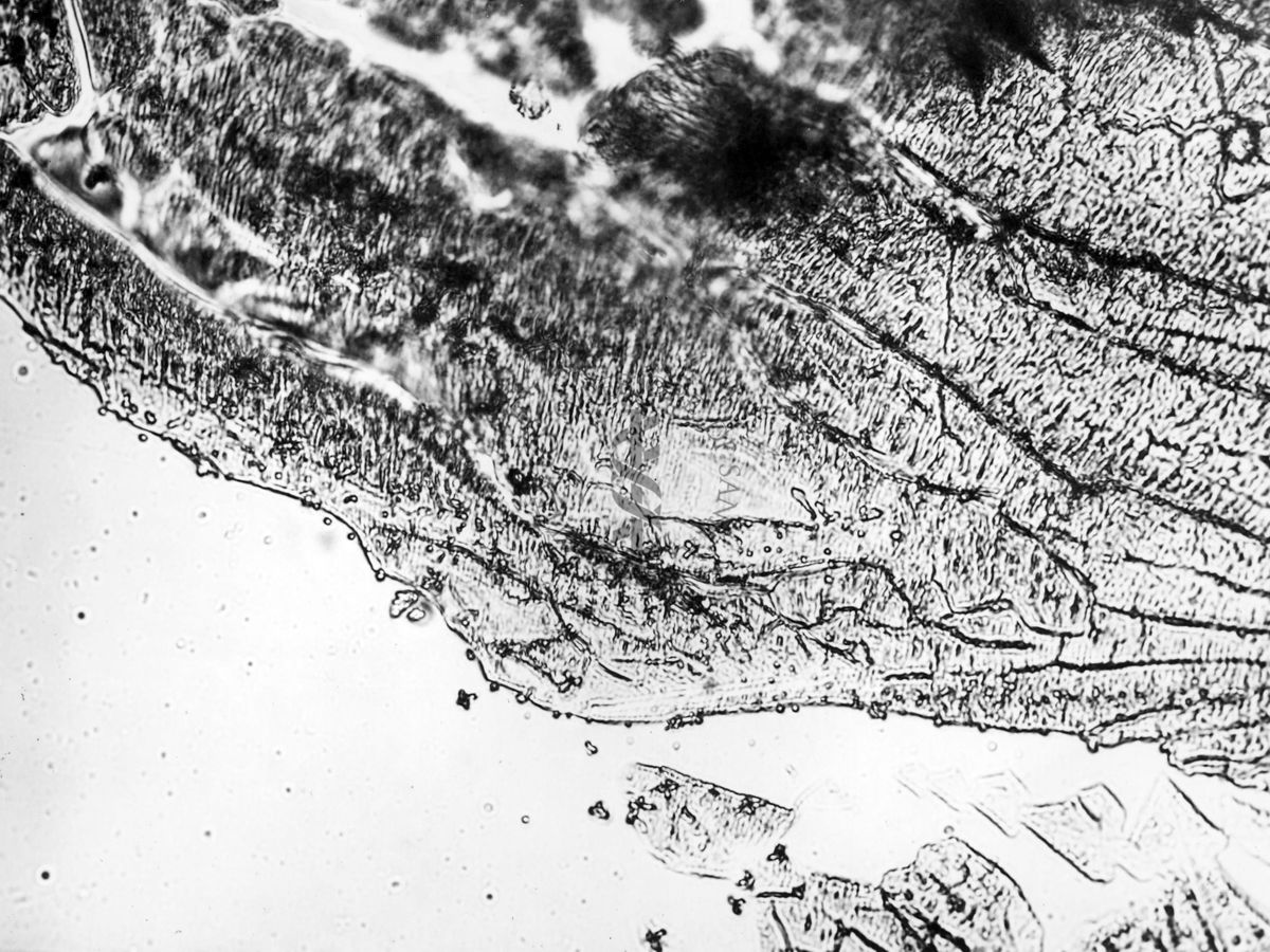 Cristalli dei cloruri di alluminio e di berillio, ottenuti dopo il trattamento del precipitato misto. Concentrazione in berillio = 0,1 mg./cm3