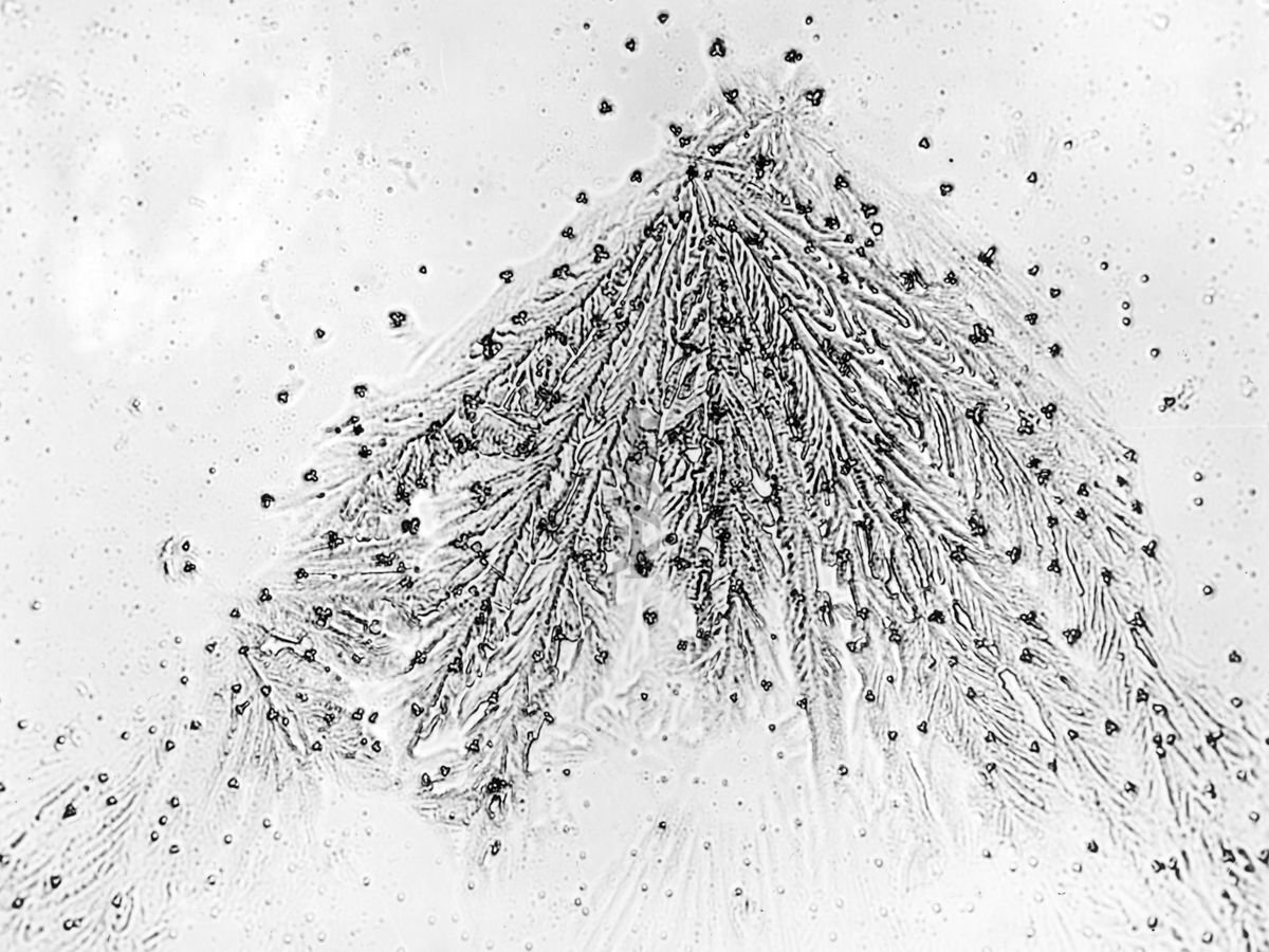 Cristalli dei cloruri di alluminio e di berillio, ottenuti dopo il trattamento del precipitato misto. Concentrazione in berillio = 0,01 mg./cm3