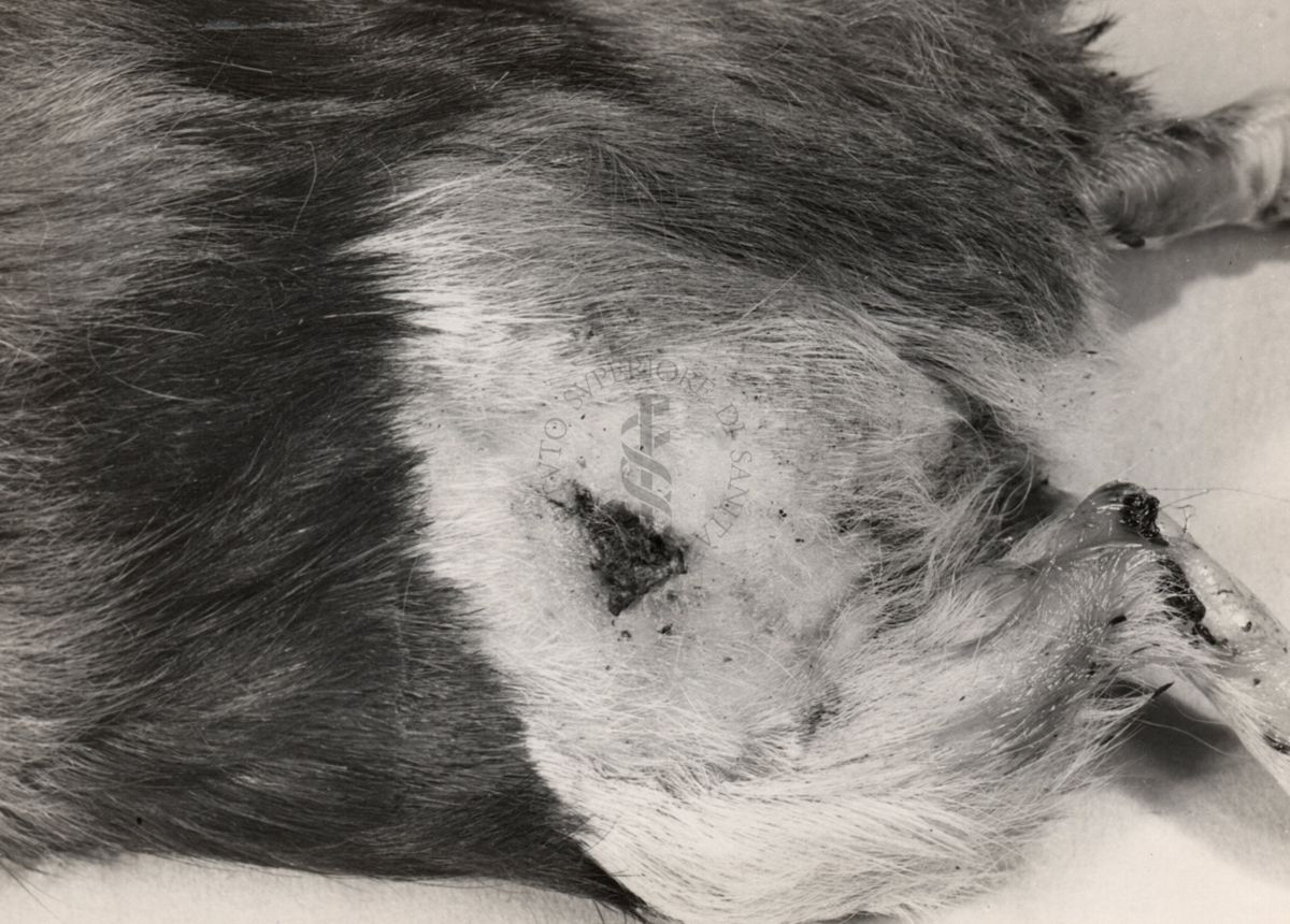 Cavia necrotica